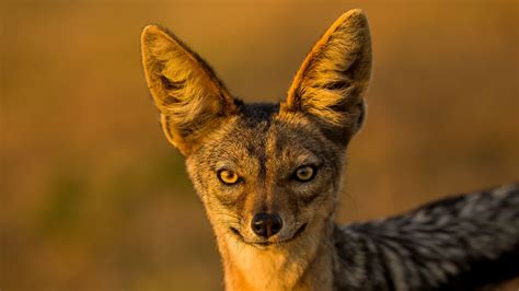 Exploring the Cultural Associations of Ebony Canines