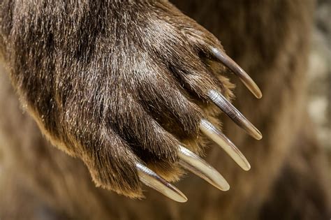 Exploring the Cultural Significance of Bear Claws in Dreams