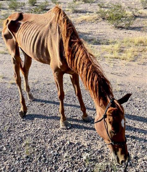 Exploring the Cultural and Historical Significance of Emaciated Equine Creatures