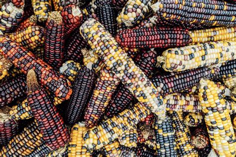 Exploring the Diversity of Maize Corn: From Heirlooms to Genetically Modified