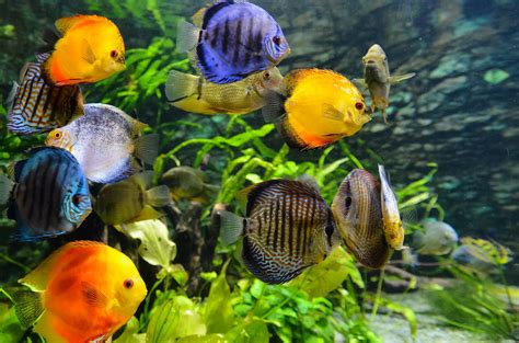 Exploring the Diversity of Tank Fish: A World of Colors and Patterns