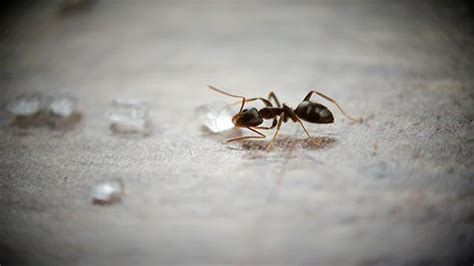 Exploring the Emotional Impact of Dreams Featuring Ants and Sugar