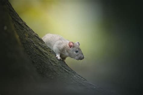 Exploring the Emotions Arising from Dreams Involving Departed Small Rodents