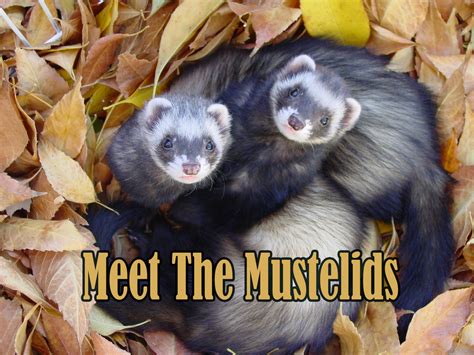 Exploring the Enigma of the Shadowy Mustelid