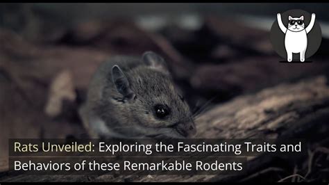 Exploring the Enigmatic House Rodent: Unveiling its Significance in Dreams
