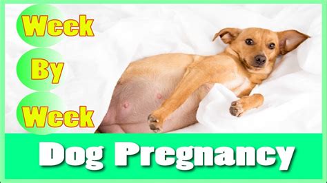 Exploring the Enigmatic Realm of Canine Pregnancy Reveries