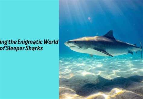 Exploring the Enigmatic World of Sharks