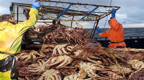 Exploring the Excitement of Deep-Sea Crab Hunting