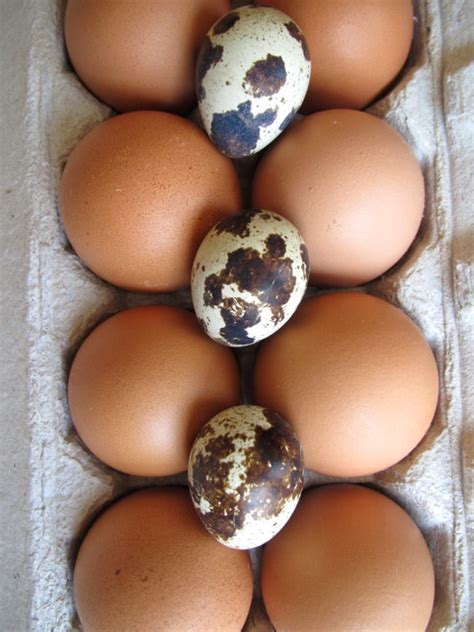 Exploring the Extensive Range of Egg Sizes: From Ostrich to Quail