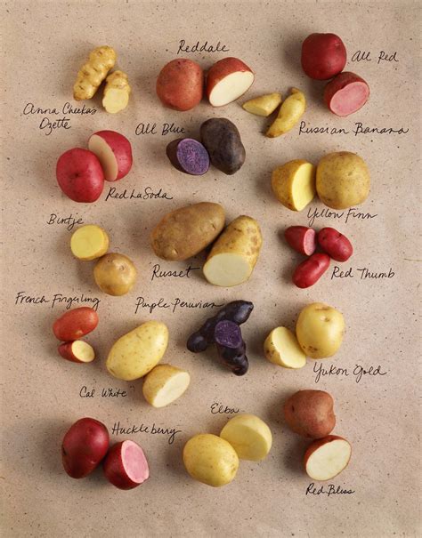 Exploring the Fascinating World of Different Potato Varieties