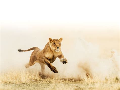 Exploring the Fear and Strength in an Encounter with a Lioness