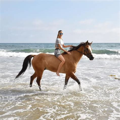 Exploring the Hypothetical Aquatic Equines: Transitioning from Galloping to Paddling