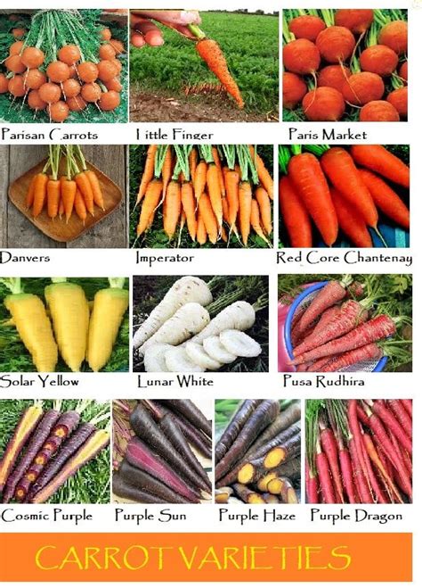 Exploring the Ideal Carrot Varieties for Your Garden