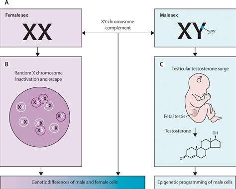 Exploring the Impact of Genetics and Hormones on Fetal Sex Determination