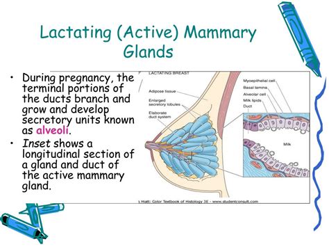 Exploring the Impact of Hormonal Changes on Visions of Fluid Discharge from Mammary Glands