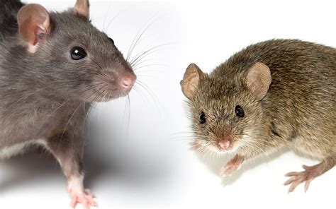 Exploring the Intricate Relationship Between Rats and Food
