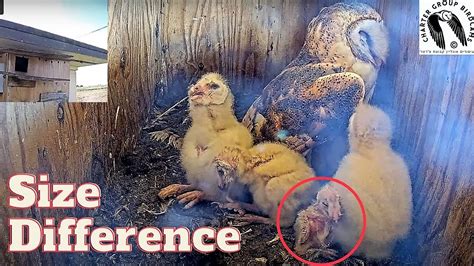 Exploring the Intrigue of Hatching Phenomenon