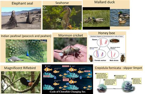 Exploring the Intriguing Reproductive Strategies and Life Cycle of an Exceptional Species