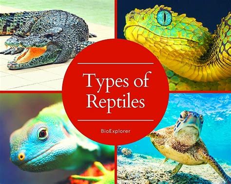 Exploring the Intriguing Symbolism of an Enormous Reptile