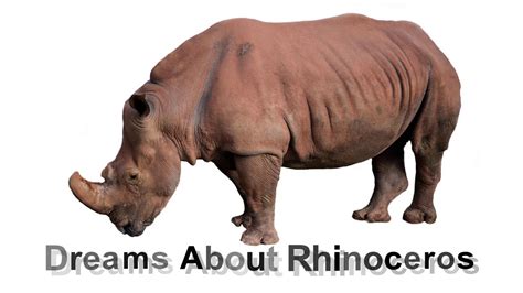 Exploring the Jungian Perspective on Rhinoceros Dreams