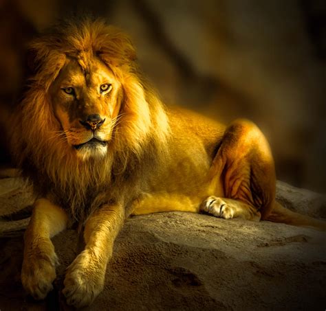 Exploring the Meaning Behind a Calm King of the Jungle