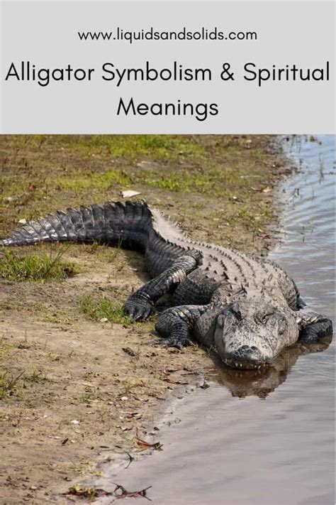 Exploring the Meaning Behind the Alligator's Presence