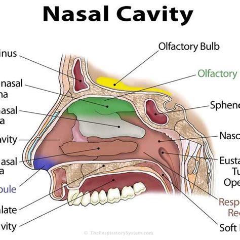 Exploring the Metaphorical Interpretation of Intrusive Bugs in the Nasal Passage