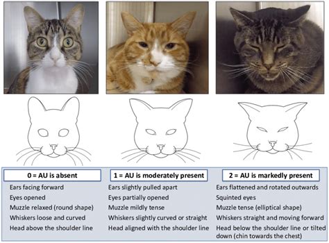 Exploring the Perplexing Connection: Evaluating the Influence of Dreams on Feline Behavior