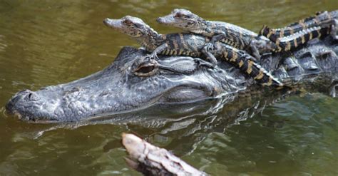 Exploring the Petrifying Aspect: Reasons for the Terror Caused by Alligators in One's Dreams