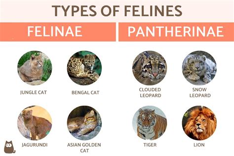 Exploring the Physical Attributes of Ivory Felines