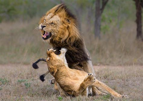 Exploring the Possible Meanings of the Lion's Aggression