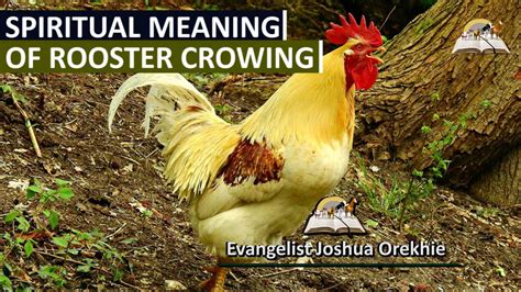 Exploring the Potential Meanings behind Dreaming of a Rooster Crowing