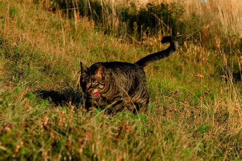 Exploring the Predatory Nature of Felines: Unlocking the Intricacies of Cat Hunting