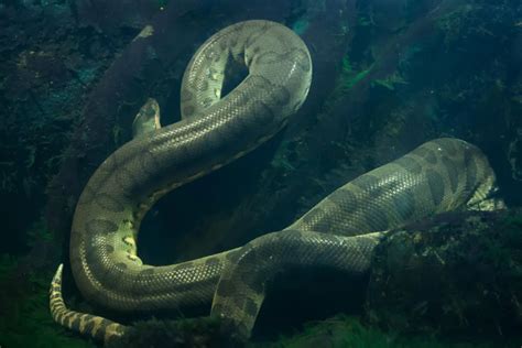 Exploring the Presence of the Anaconda in Dreams of Dominance and Mastery