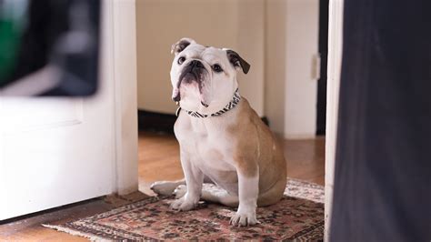 Exploring the Profound Insights Unveiled by a Bulldog's Posthumous Vision