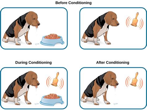 Exploring the Psychological Analysis of Canine Feeding Behavior
