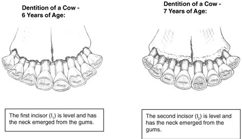Exploring the Psychological Dimension of Dreaming about Bovine Dental Structures