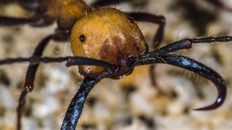 Exploring the Psychological Significance Behind the Phenomenon of Ants Emergence