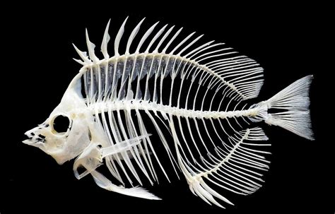 Exploring the Psychological Underpinnings of Recurrent Dreamscapes Featuring Fish Skeletons