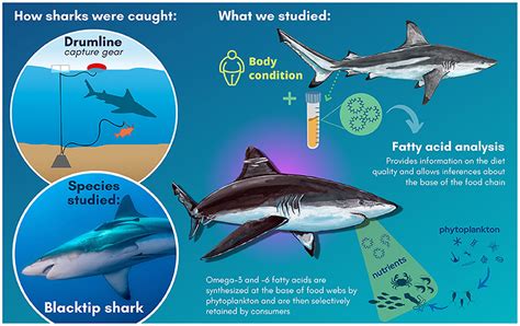 Exploring the Reality: Hazards and Consequences of Sharks' Nutrition