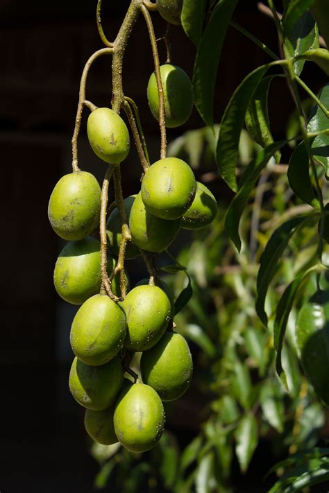 Exploring the Rich History and Modern Applications of June Plum in Traditional Medicine