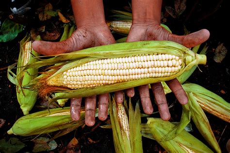 Exploring the Rich History of Maize