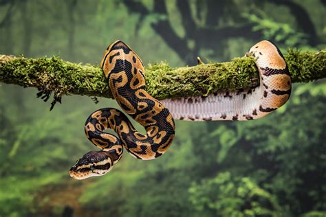 Exploring the Richness of Serpent Biodiversity
