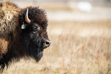 Exploring the Role of a Bison Gathering in Indigenous People's Traditions