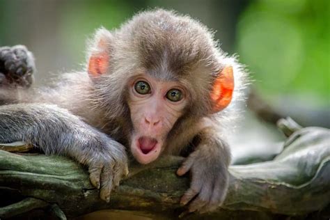 Exploring the Significance of Baby Monkey Dream Interpretation in Psychological and Emotional Growth