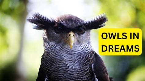 Exploring the Significance of Feeding Owls in Dreams