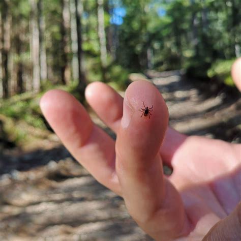 Exploring the Significance of Tick Bite Dreams: Reflections on Personal Boundaries