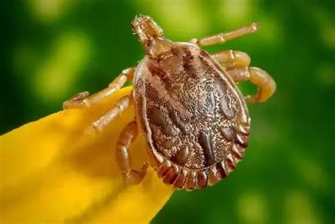 Exploring the Significance of Tick Bite Dreams in Unveiling Our Inner Anxieties and Deep-rooted Fears