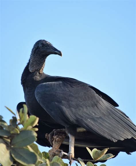 Exploring the Spiritual Significance of the Enigmatic Black Vulture in Dreams