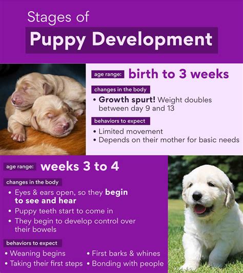 Exploring the Stages of Puppy Development and Navigating Through Them